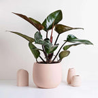 Philodendron Congo Rojo Live Plant for Indoor | Different Houseplants in 4'' & 6'' Pot | Real House Plant for Living Room, Office, Desk & Bathroom | Congo Rojo