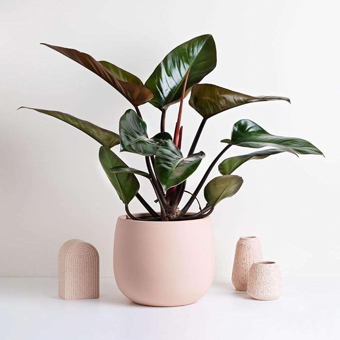 Philodendron Congo Rojo Live Plant for Indoor | Different Houseplants in 4'' & 6'' Pot | Real House Plant for Living Room, Office, Desk & Bathroom | Congo Rojo