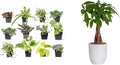 Easy to Grow Houseplants (12 Pack) Live House Plants in Plant Containers, Growers Choice Plant Set & Costa Farms Money Tree, Easy Care Indoor Plant, Live Houseplant in Ceramic Planter Pot