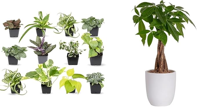 Easy to Grow Houseplants (12 Pack) Live House Plants in Plant Containers, Growers Choice Plant Set & Costa Farms Money Tree, Easy Care Indoor Plant, Live Houseplant in Ceramic Planter Pot