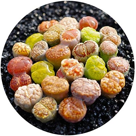 Pack of 10 Live Exotic Lithops Plant Large Size Rare Living Stone Seedling Perfect Terrarium Addition