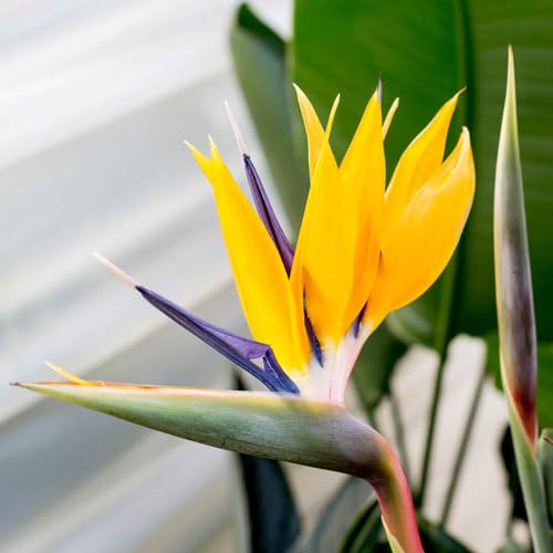 Yellow Bird of Paradise | 3 Live Plants | Mandela's Gold | Strelitzia Reginae | Beautiful Rare Foliage Specimen