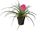 Live Indoor Flowering Houseplants, Bromeliad Cyanea 'Pink Quill' in 4" Grower Pot, Easy Care Houseplants, Live Plants for Home and Office Decor