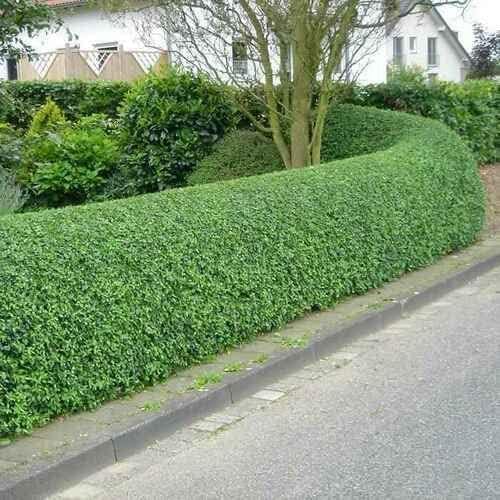 5 Privet Shrubs/Bushes - 18-24" Tall Seedlings - Live Plants - Privacy Hedges - Ligustrum