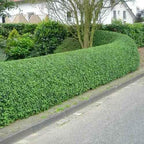 5 Privet Shrubs/Bushes - 18-24" Tall Seedlings - Live Plants - Privacy Hedges - Ligustrum