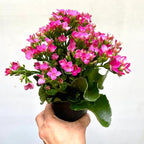 1000 pcs Kalanchoe blossfeldiana Seeds - Vibrant Blooming Drought Resistant Succulent Seeds for Indoor Gardening, Outdoor Planters & Desk Decor