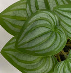 Kiko Artificial Plant-Leaves Leaves -9 PCS in White Melamine Pot Fake Table Plant Greenery Potted Plants for Office, Living Room, Dinner Room, Shopping mall,Artificial Plant for Indoors