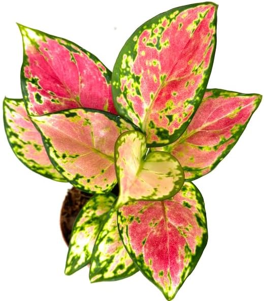 Aglaonema Pink Beauty Live Plant in 2" Pot – Chinese Evergreen Pink Beauty – Easy to Grow Air Purifying Indoor Houseplant for Home, Office, Wedding Decor & Birthday Gift(Heat Pack Included)