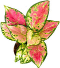 Aglaonema Pink Beauty Live Plant in 2" Pot – Chinese Evergreen Pink Beauty – Easy to Grow Air Purifying Indoor Houseplant for Home, Office, Wedding Decor & Birthday Gift(Heat Pack Included)