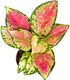 Aglaonema Pink Beauty Live Plant in 2" Pot – Chinese Evergreen Pink Beauty – Easy to Grow Air Purifying Indoor Houseplant for Home, Office, Wedding Decor & Birthday Gift(Heat Pack Included)