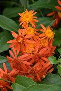 Mexican Flame Vine Live Plants | Pack of 2 (Two) | 5-9" Tall | Senecio Confusus | Orange Glow Vine | Fast-Growing Climbing Monarch Butterfly Magnet | Heat Tolerant Trellis & Fence Cover