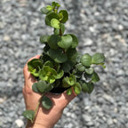 Peperomia Live Plant in 4" Pot - Peperomia Hope Live Plant - Natural Air Purifier Indoor HousePlant - Live Plants for Home Office Wedding Decor & Birthday Gift (Heat Pack Included)