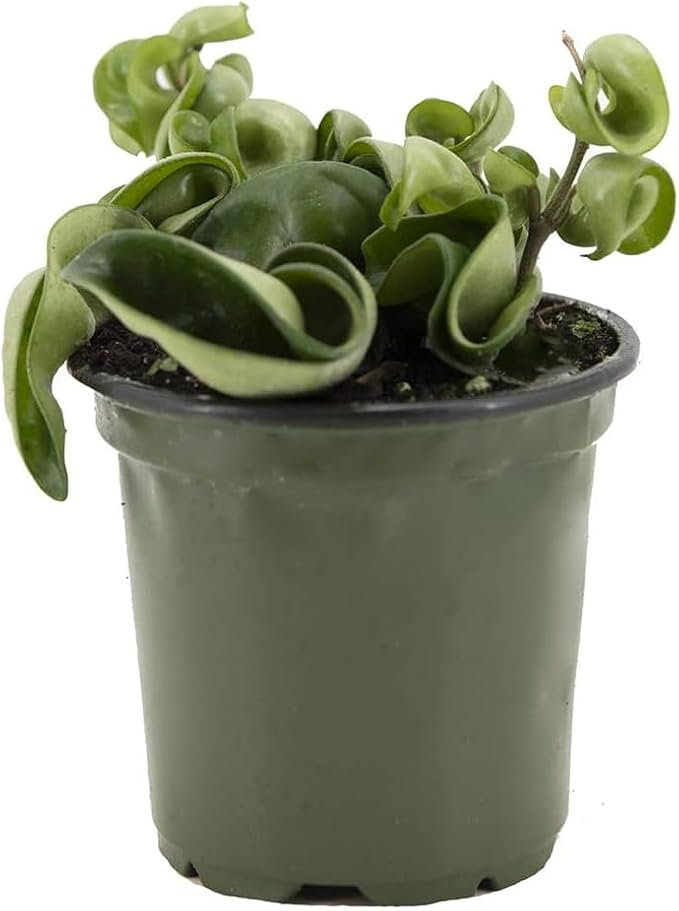 American Plant Exchange Hoya Compacta Hindu Rope, 4-Inch Pot, Live Flowering Wax Plant, Exotic Indoor Houseplant, Air Purifying