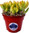 Fat Plants San Diego Succulent Plant(s) Fully Rooted in 4 inch Planter Pots with Soil - Real Live Potted Succulents/Unique Indoor Cactus Decor (1, Sedum adolphii)