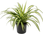 GARDENERA Premium Spider Plant Potting Soil Mix - (2 Quart Bag)