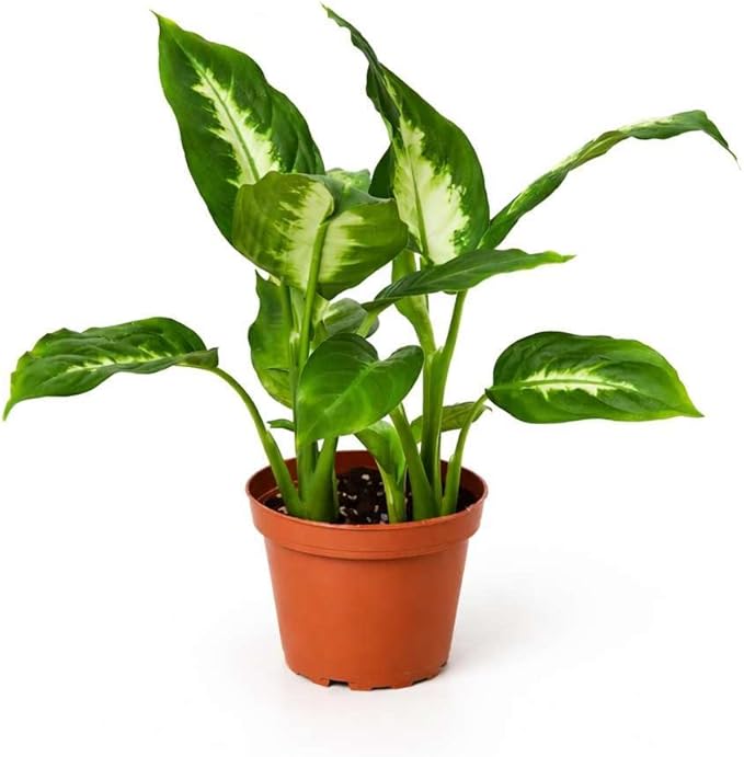 Dieffenbachia Camille Live Plant for Indoor | Different Houseplants in 4'' & 6'' Pot | Real House Plant for Living Room, Office, Desk & Bathroom | Cane | Camille