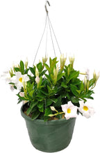 Tropical Plants of Florida White Dipladenia Hanging Basket 12 Inch Live Flowering Plant, 14 Inch Wide by 18 Inch Tall, Elegant White Patio Porch Balcony Blooms