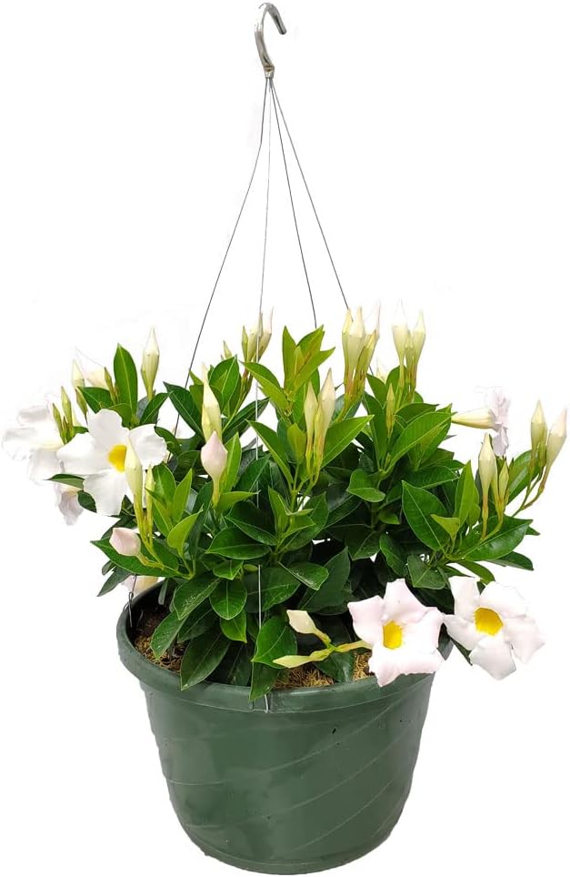 Tropical Plants of Florida White Dipladenia Hanging Basket 12 Inch Live Flowering Plant, 14 Inch Wide by 18 Inch Tall, Elegant White Patio Porch Balcony Blooms