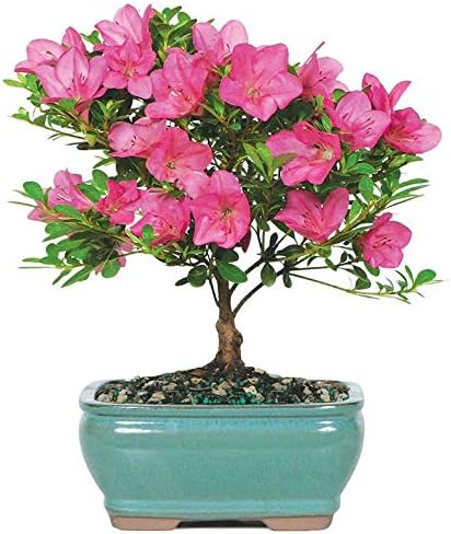 From You Flowers - Pink Azalea Bonsai for Birthday, Anniversary, Get Well or Celebration