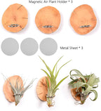 MITIME Magnetic air Plant Holder Refrigerator Sticker, Natural Wood Irregular Shape air Plant Wall Mount Holder. Refrigerator, Wall Decoration.Living Rooms, and Kitchens (Cypress Wood, 3)