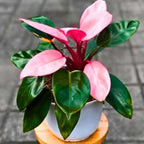 2 Rare Philodendron Live Plants Varieties Collection, Philodendrons Plants Size 5-9 Inc for Indoor Houseplant Décor, Ornamental Tropical Well-Rooted (Pink Princess Philodendron Plants)