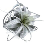 XL Xerographica Colored Air Plant, Live Tillandsia House Plant, Easy Care Indoor Outdoor, Great Gift, Healthy Arrival Guaranteed (Silver)