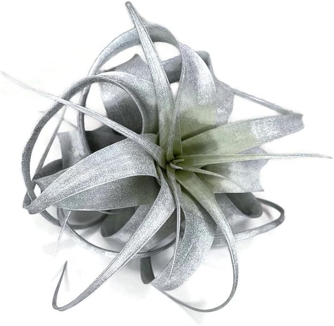 XL Xerographica Colored Air Plant, Live Tillandsia House Plant, Easy Care Indoor Outdoor, Great Gift, Healthy Arrival Guaranteed (Silver)