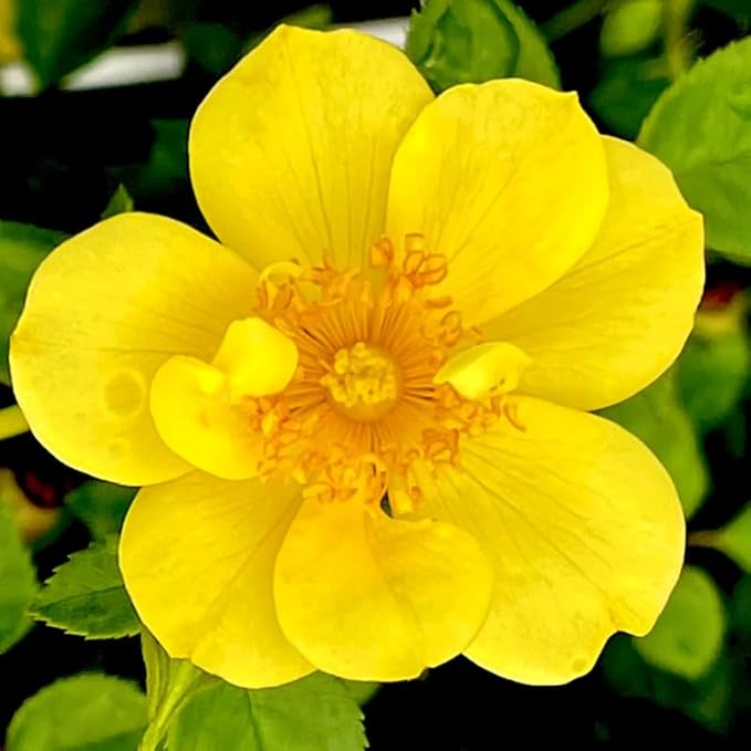 Fragrant Yellow Rose Plant Live Bush Shrub, Old-Fashioned Rose Summer Rebloomer in 4 Inch Pot
