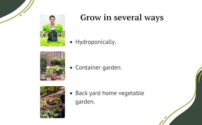 Vegetable Seeds for Planting Vegetables - Variety Salad Pack - Romaine Lettuce - Cherry Tomato - Cucumber - Bell Pepper!