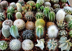 Cactus Mix Cacti About 50 Seeds for Planting Succulents Plant Group Cactaceae