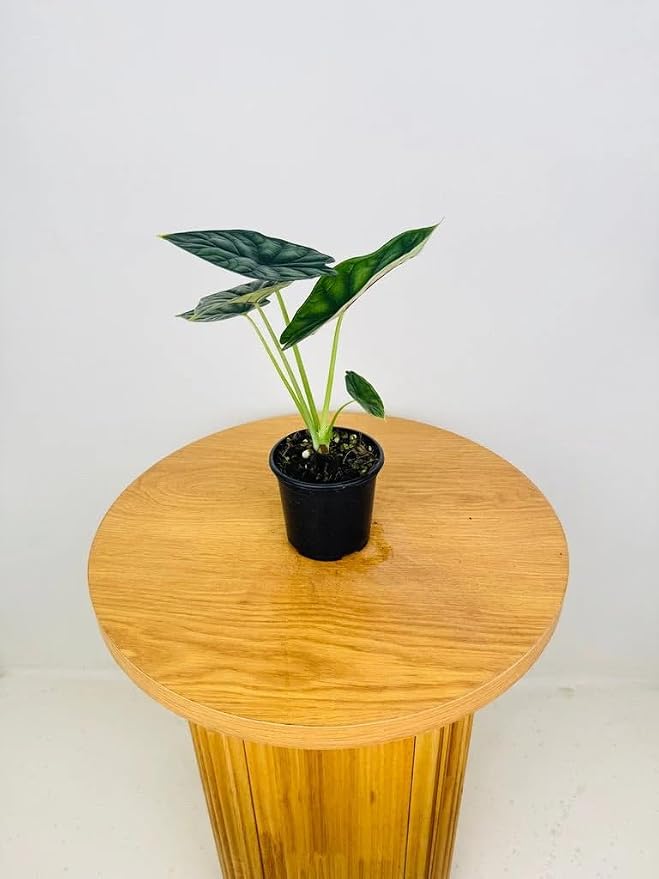 Alocasia Dragon Scale (Alocasia baginda) 5-9" Live Plant - Rare Jewel Alocasia with Highly Textured Foliage - Compact Indoor Houseplant - Collectors Favorite