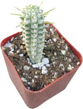 Rare Variegated Corn Cob Cactus (2 inch) | Cactus Gift Ideas | Live Healthy Unique Cactus for Home Office Decoration