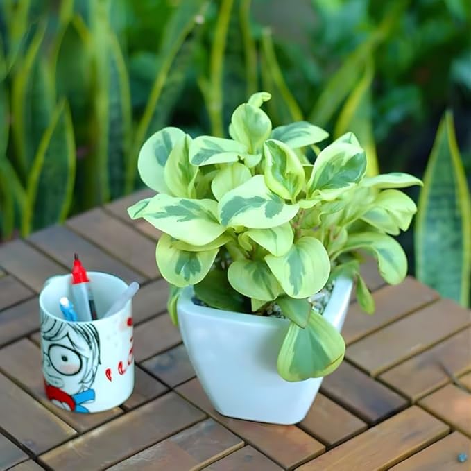 Peperomia Live Plant, Peperomia Obtusifolia Variegated, Baby Rubber Houseplant in 4'' Inch Pot, Easy Indoor Rubber Plant Live for Shelves, Desks & Small Spaces