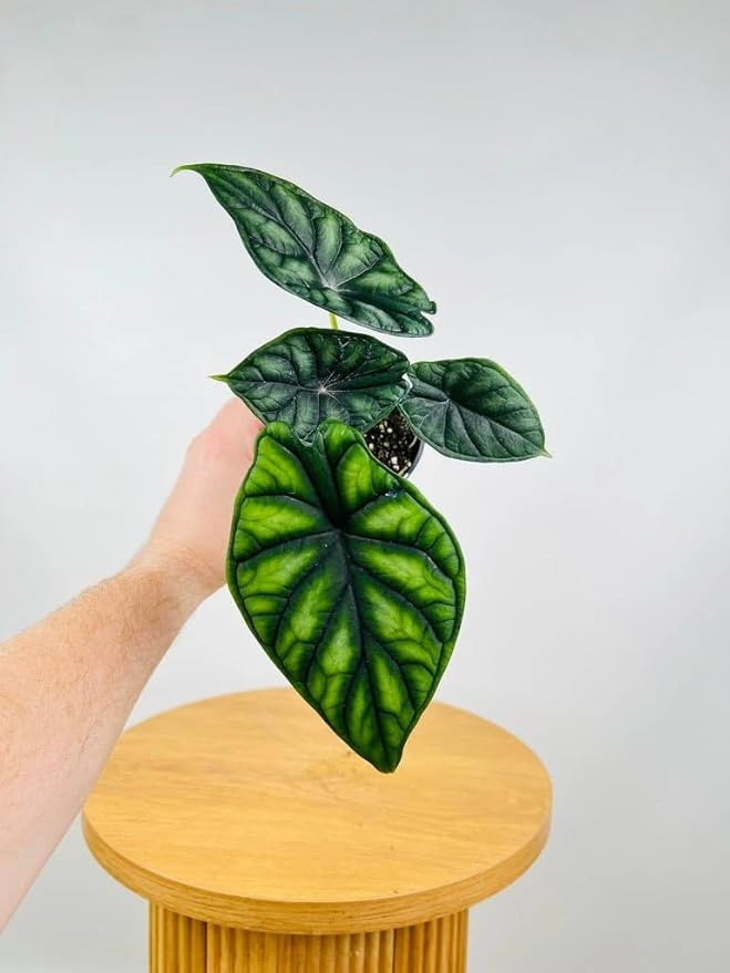 Alocasia Dragon Scale (Alocasia baginda) 5-9" Live Plant - Rare Jewel Alocasia with Highly Textured Foliage - Compact Indoor Houseplant - Collectors Favorite