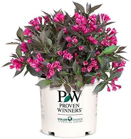 Proven Winners - Weigela florida Spilled Wine (Weigela) Shrub, pink flowers, #3 - Size Container