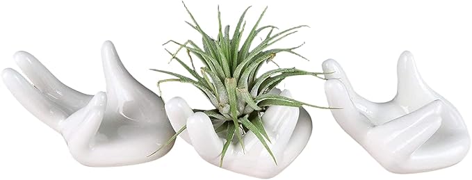 Air Plant Holders 3 Pack Cute Ceramic Airplants Stand Mini Hand Rack Tillandsia Succulent Display Container Pot Home Decor for Desk Table Shelf Window, White