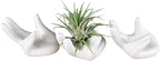 Air Plant Holders 3 Pack Cute Ceramic Airplants Stand Mini Hand Rack Tillandsia Succulent Display Container Pot Home Decor for Desk Table Shelf Window, White