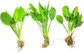 Marcus Fish Tanks - 3X Amazon Sword Echinodorus Bleheri Easy Live Aquarium Plants for Aquatic Freshwater Fish Tank