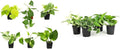 6-Pack Pothos & Philodendron Live Plants, 4-Pack Pothos Live Indoor House Plants Air Purifying Easy Care Low Light