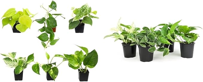 6-Pack Pothos & Philodendron Live Plants, 4-Pack Pothos Live Indoor House Plants Air Purifying Easy Care Low Light