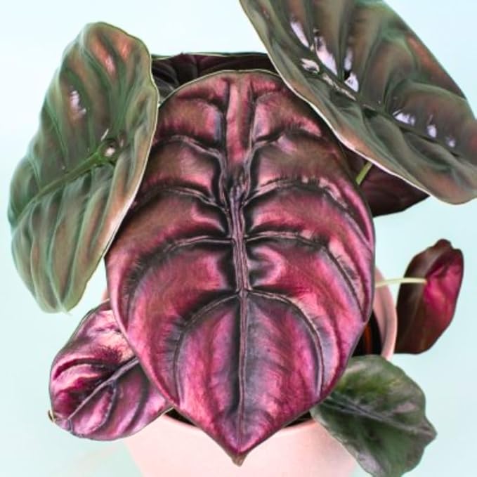 2 Rare Red Alocasia Plants Live Houseplant for Indoor Outdoor Growing, 4 to 8 Inches Tall, Rare and Hardy