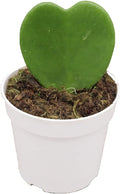 Hoya Plant, Live Indoor Plant 4 inch Grower's Pot (Kerrii Single Heart)
