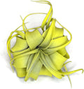 XL Xerographica Colored Air Plant, Live Tillandsia House Plant, Easy Care Indoor Outdoor, Great Gift, Healthy Arrival Guaranteed (Yellow)