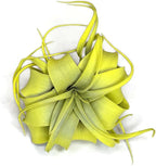 XL Xerographica Colored Air Plant, Live Tillandsia House Plant, Easy Care Indoor Outdoor, Great Gift, Healthy Arrival Guaranteed (Yellow)