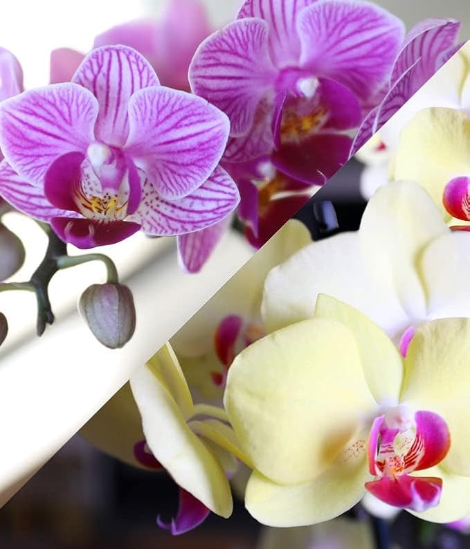 From You Flowers - Strawberry Lemonade Mini Orchid Duo for Birthday, Anniversary, Get Well or Celebration
