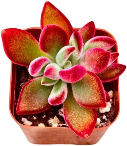2" Echeveria Ruby Slippers Unique Succulents Plants Live, Live Starter Succulent Plants, Easy Care House Plants Rooted in Succulent Soil Mix, By The Succulent Cult