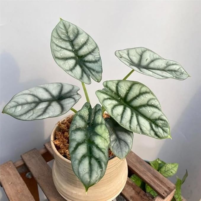 2 Silver Dragon Alocasia Plants Live Houseplant for Indoor Outdoor Growing, 4 to 8 Inches Tall, Rare and Hardy