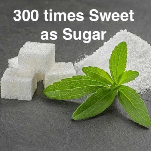 Natural Herbal Live Zero Calorie Sugar Replacement. Stevia Plants. Sweet Leaf, Sugar Leaf, Natural Sugar Substitute Herb, Easy to Grow (4 stevia Cups)