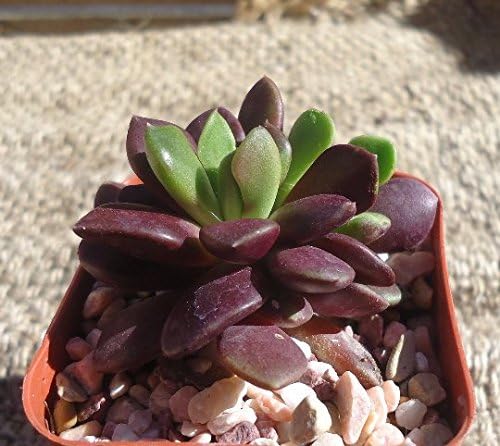 Anacampseros Purple Giant Purple Sand Rose Easy Succulents, 2.5" Pot