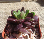Anacampseros Purple Giant Purple Sand Rose Easy Succulents, 2.5" Pot